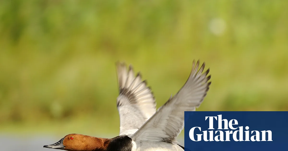 Shooting restricted for six British wild birds to halt population decline | Hunting