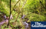 Nearly three-quarters of England’s woods inaccessible to public, study finds | Access to green space