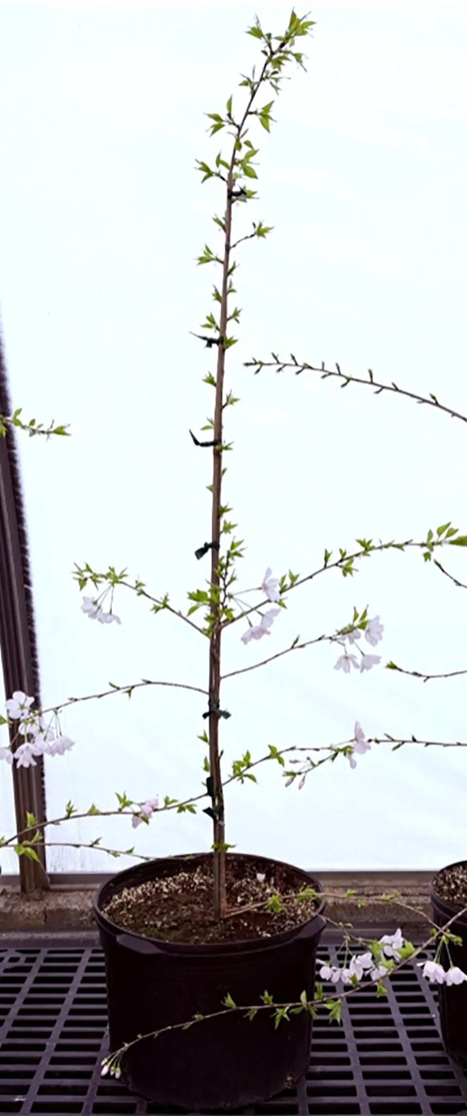 Clones of Stumpy, Washington D.C.'s beloved cherry blossom tree, have flowered for the first time