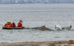 Rescuers try to refloat a stranded humpback whale in Germany’s Baltic Sea