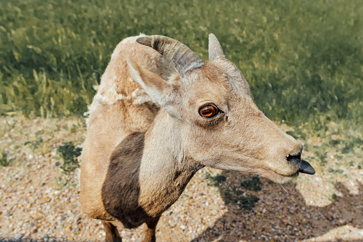 A bighorn ewes looks at camera, its left eye visible and amber colored against its tan fur, with its tongue out