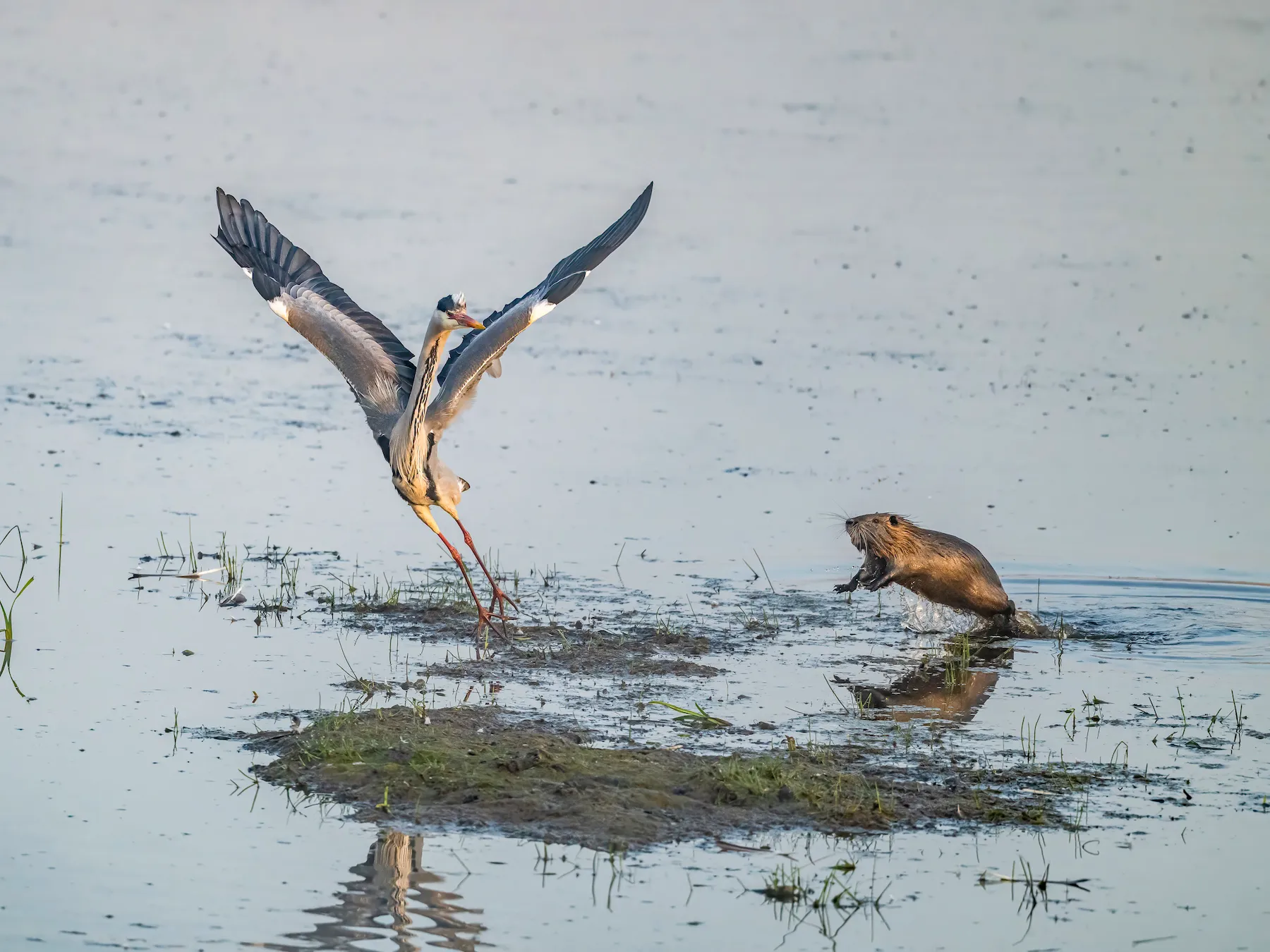 a heron and a beaver fighting