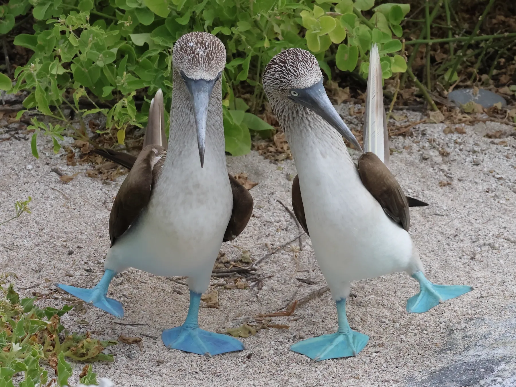 two blue-footed boobies