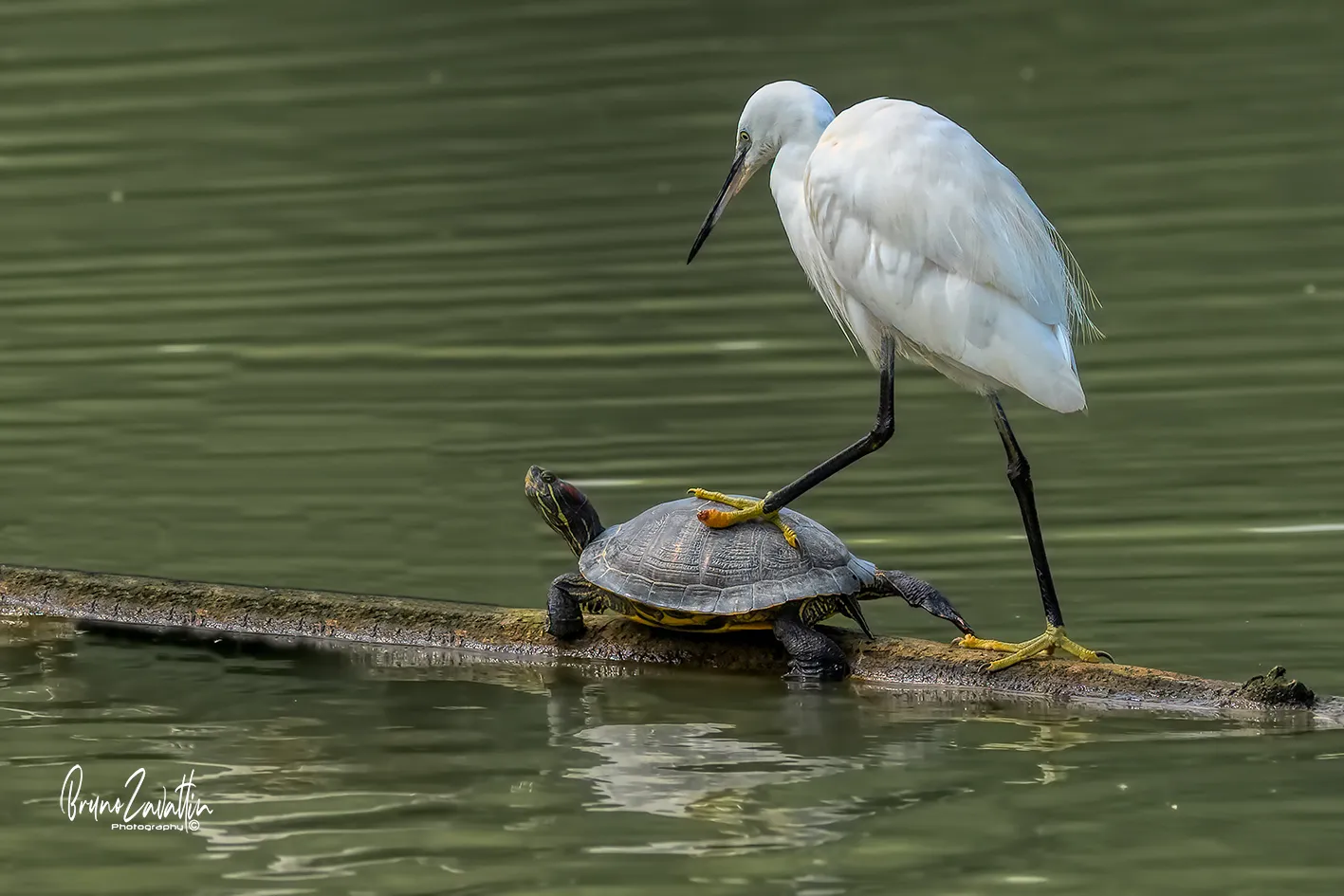 an egret places its foot on a turtle