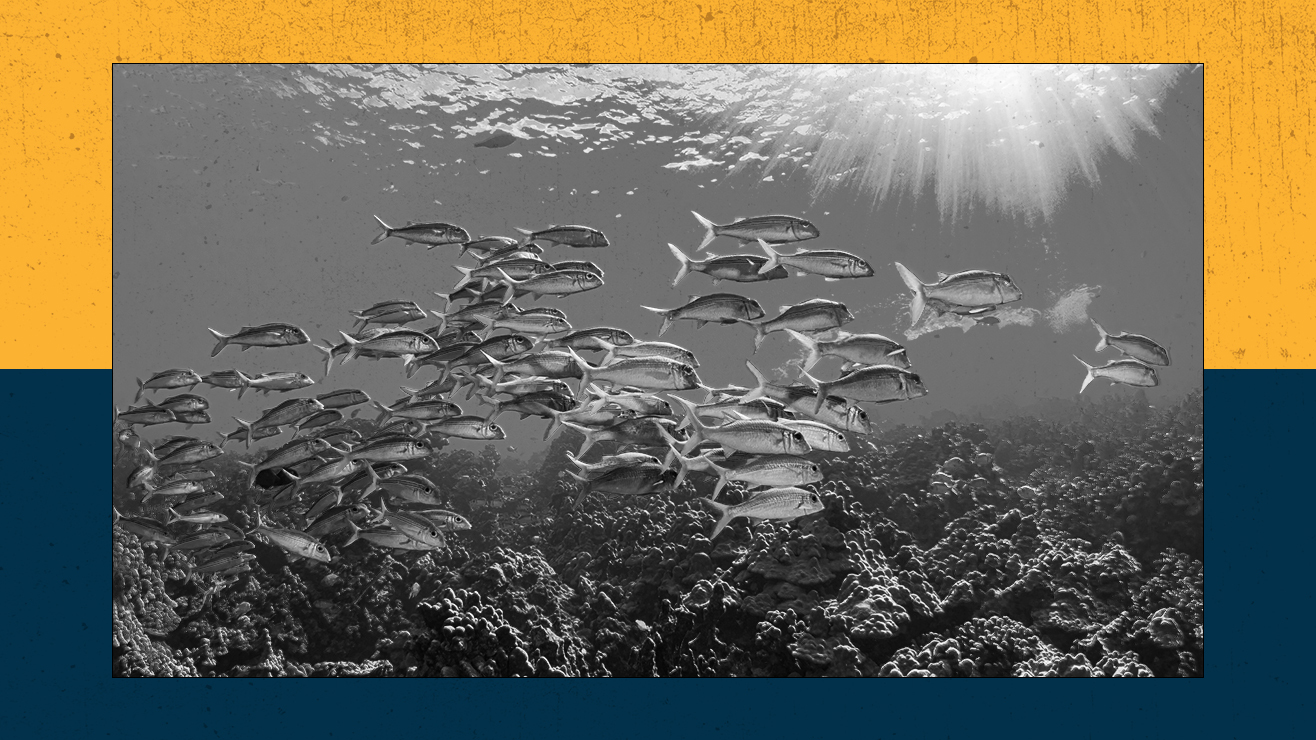 Schooling goatfish bask in the tropical sunlight off the Kona Coast of the big island of Hawaii.