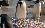 Kids in hospital help zoo penguins woo mates with painted pebbles