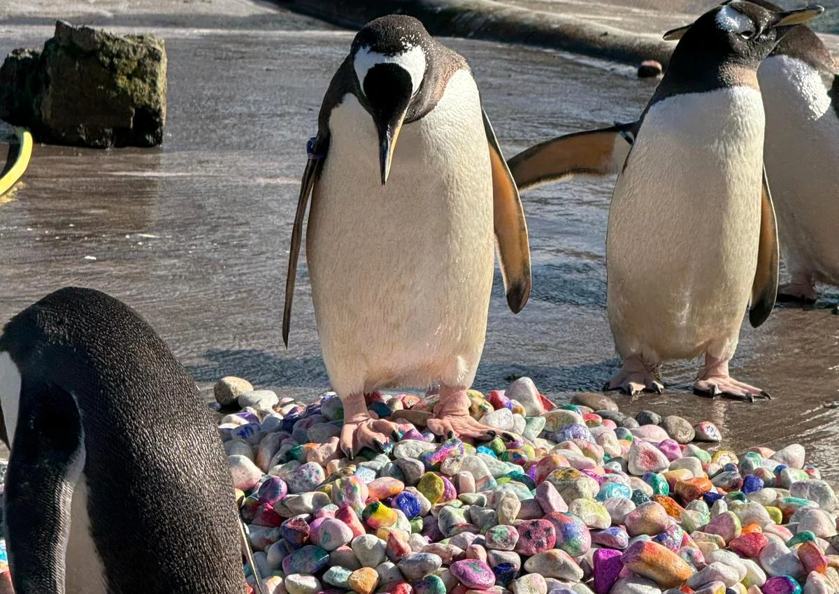 Kids in hospital help zoo penguins woo mates with painted pebbles