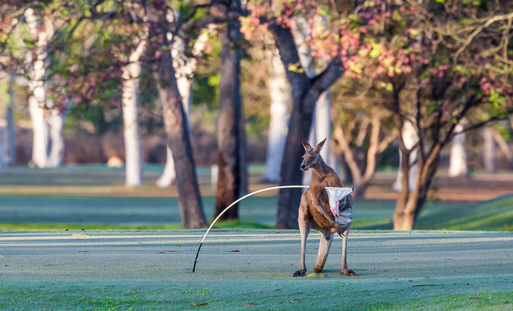 a red kangaroo on the golf course holding a hole marker flag