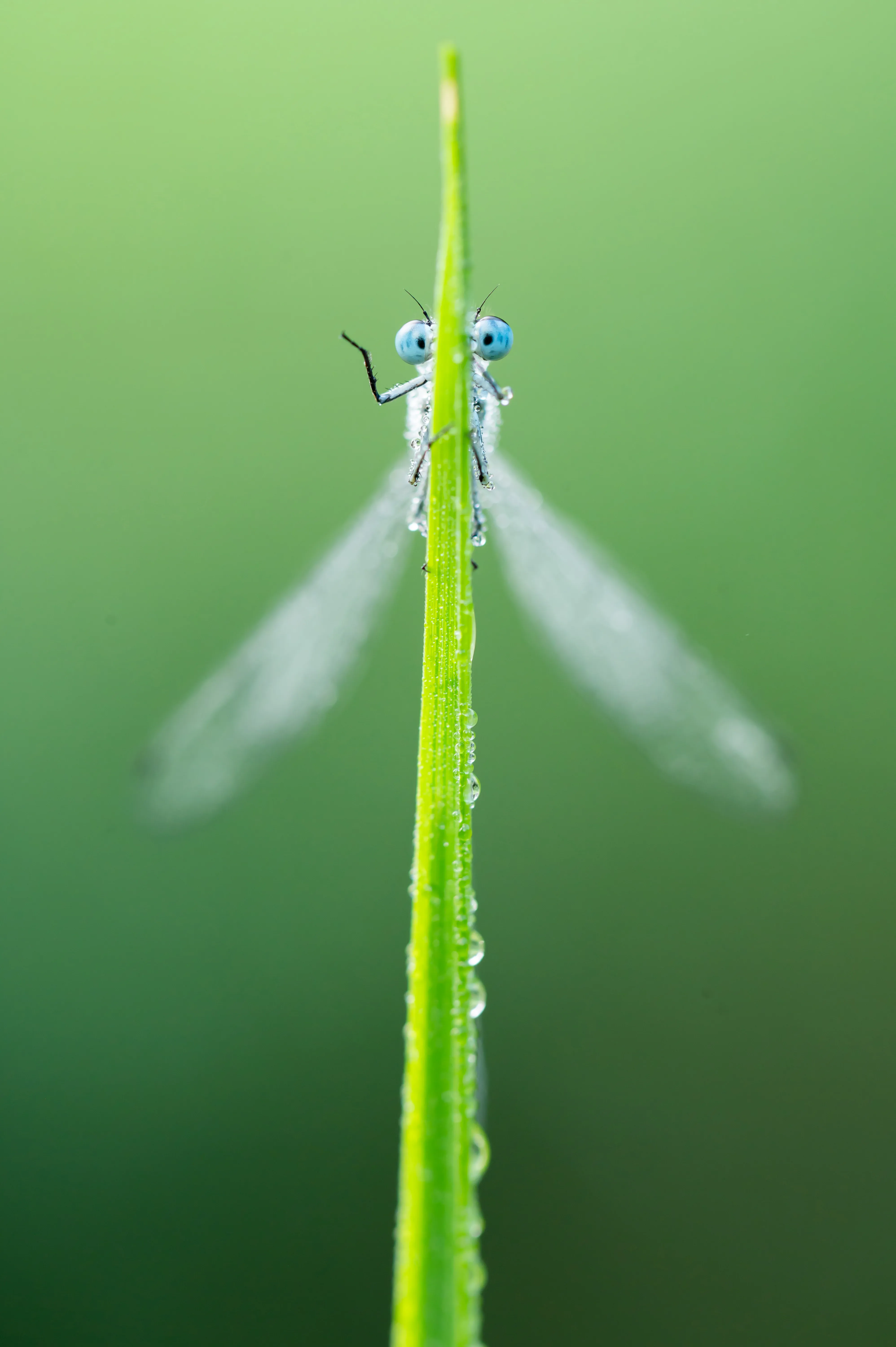 Blue-tailed damselfly on a branch