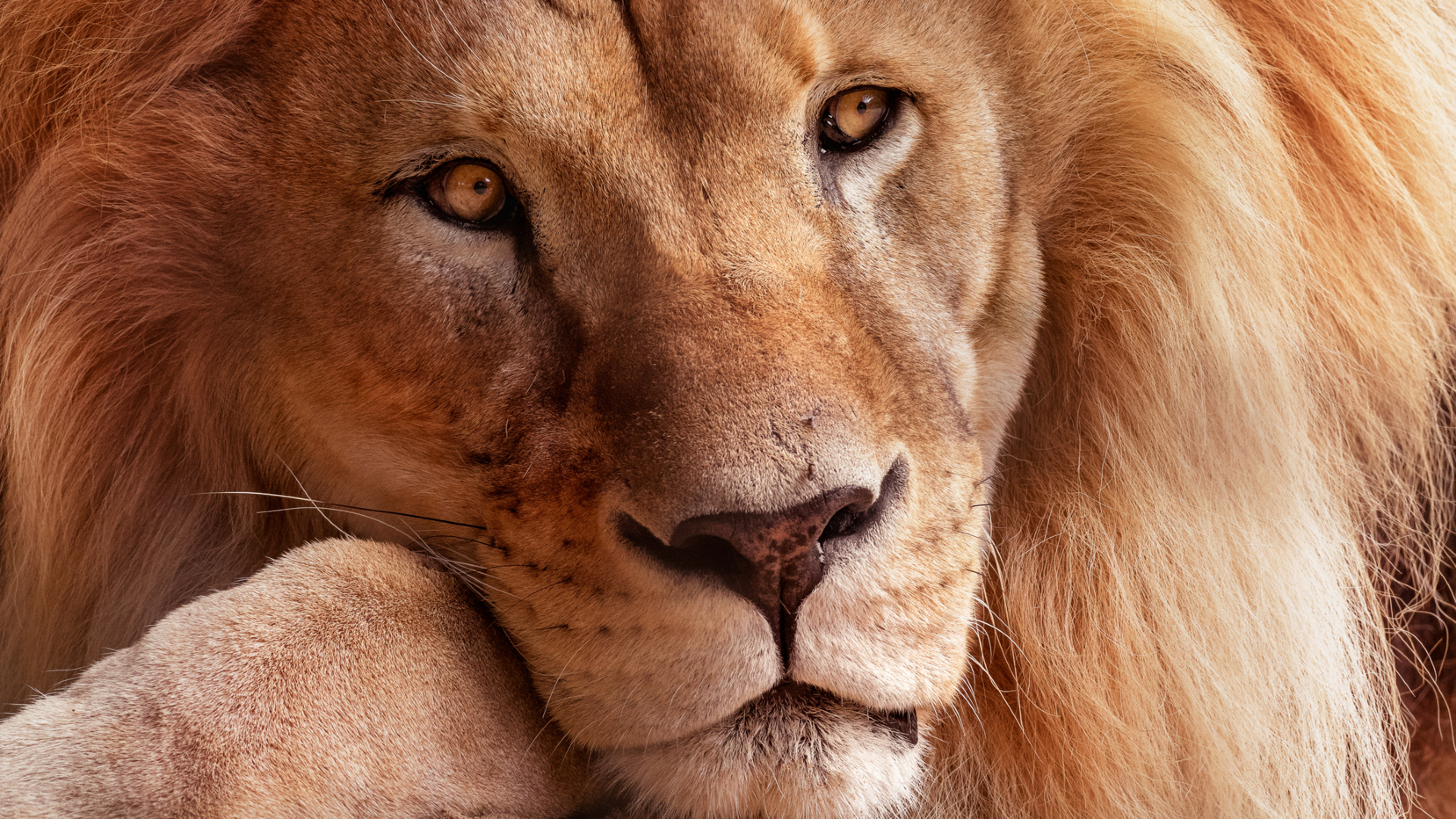 A close up of a male lion's face, showing his golden mane and amber eyes. He looks to the right of the camera
