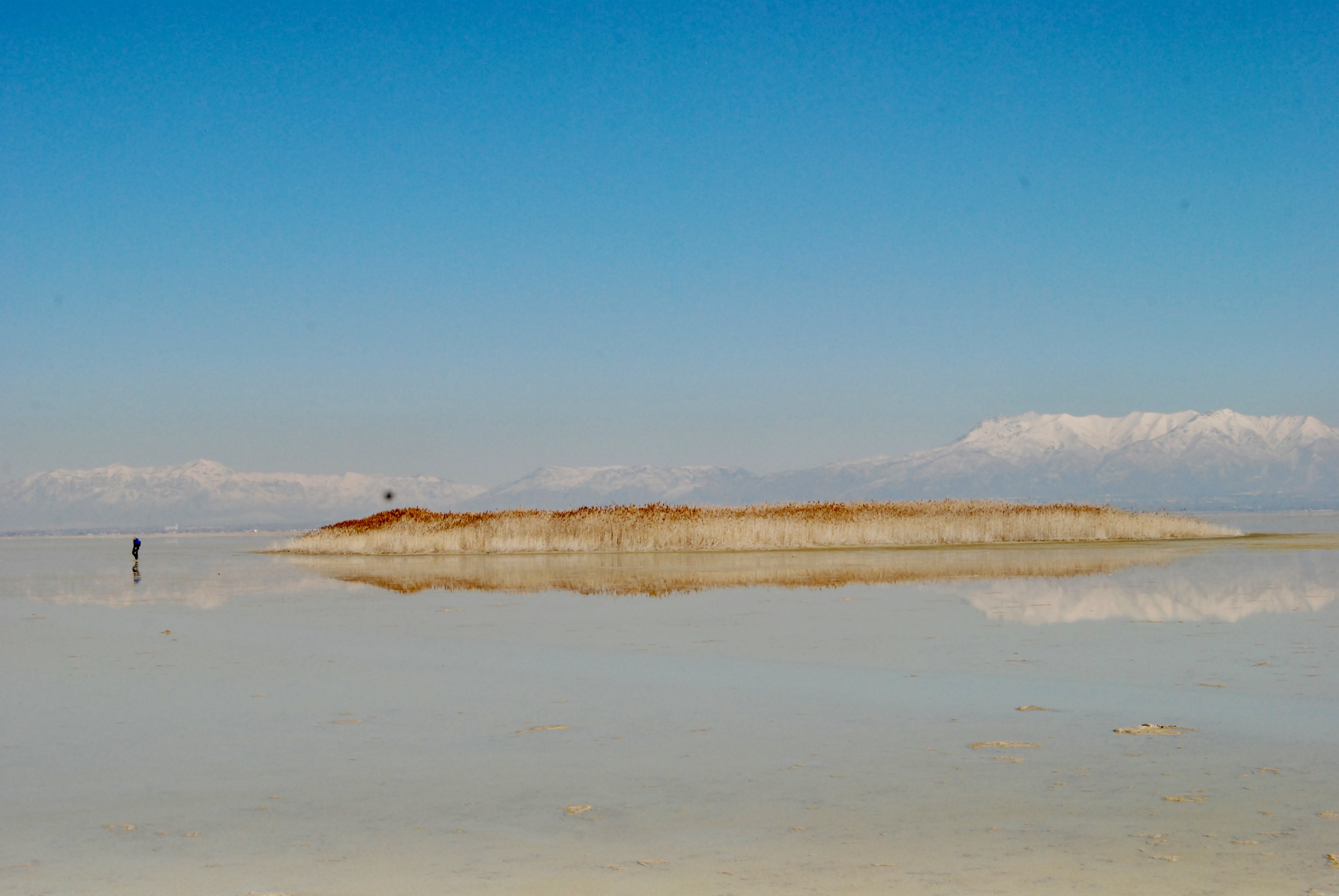 A reed-covered mound on a dry surface in Great Salt Lake.