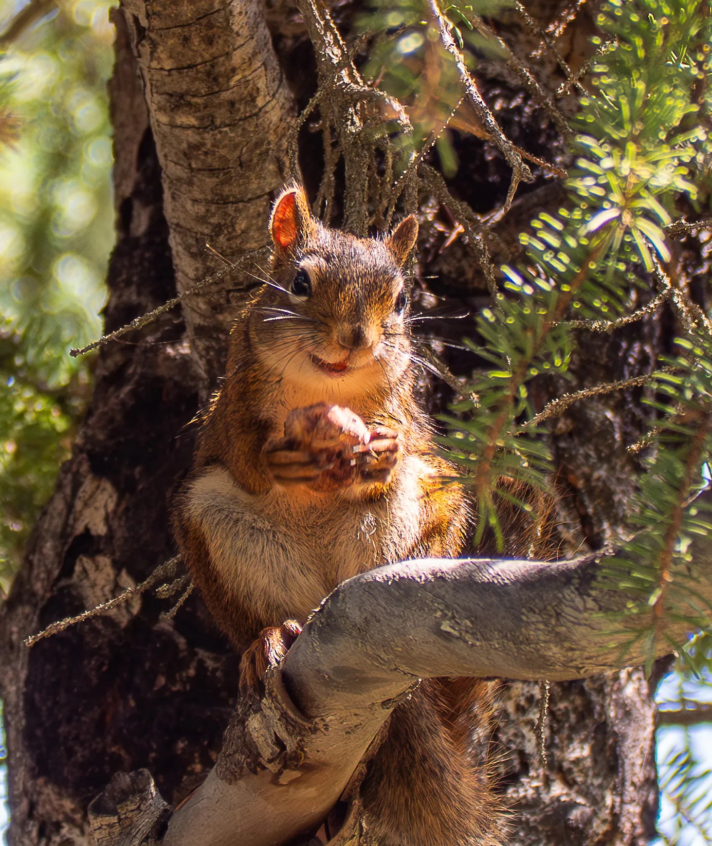 a squirrl holding food