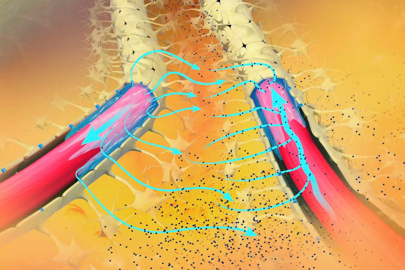 An illustration of the glymphatic system, which is comprised of channels that clear waste from the brain