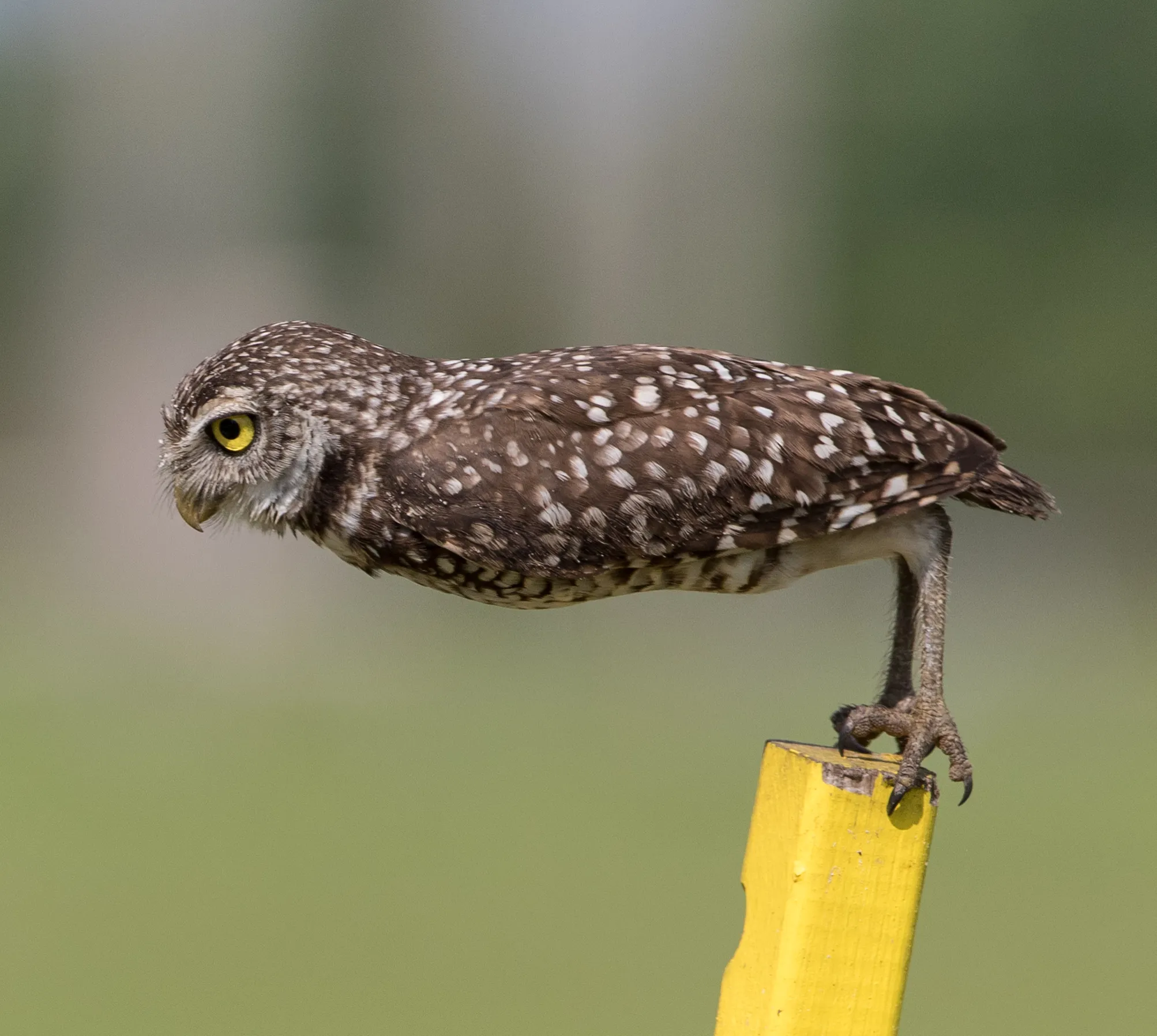 a burrowing owl bent at the legs into a right angle