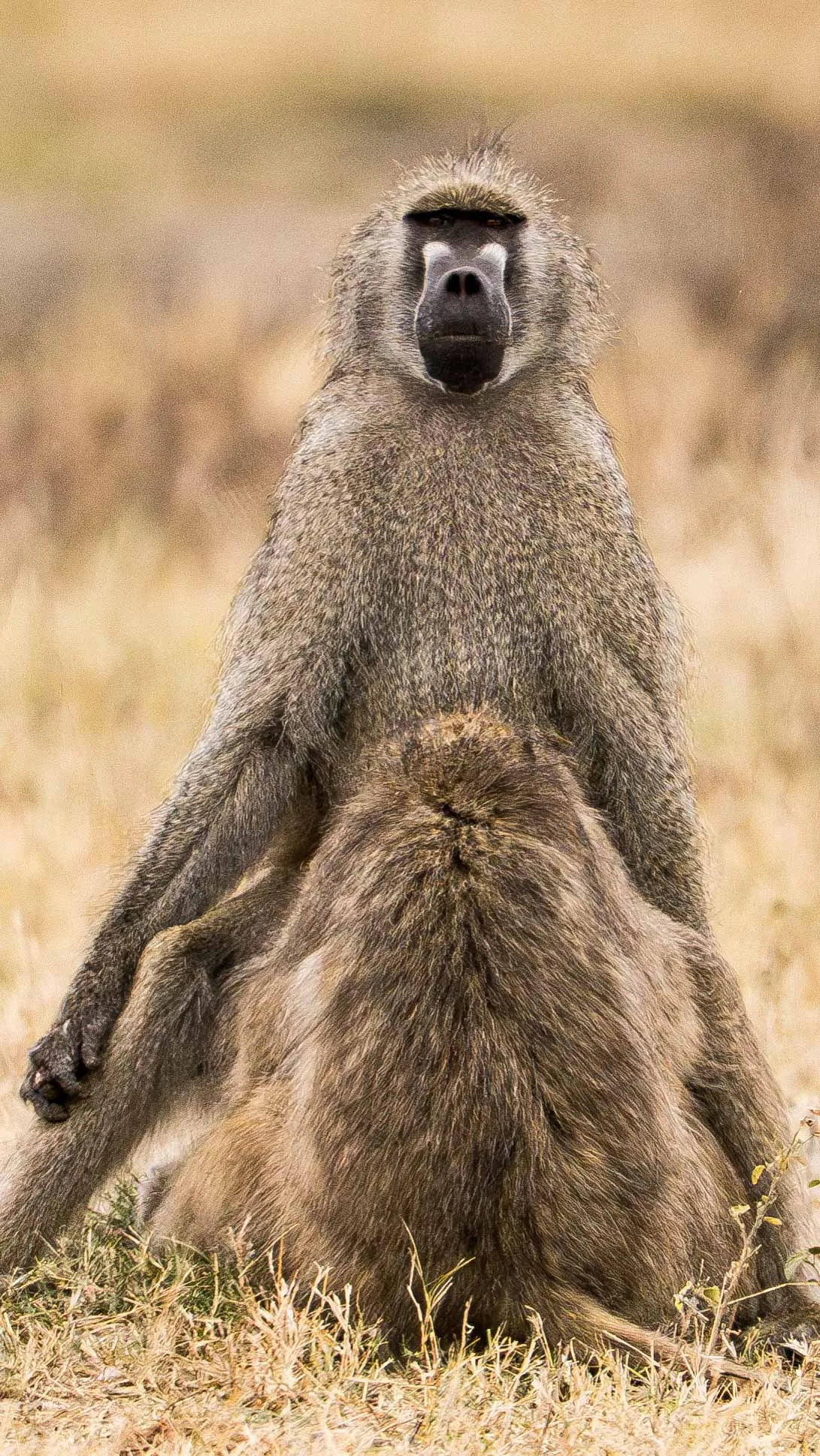 a baboon stands in front of another baboon
