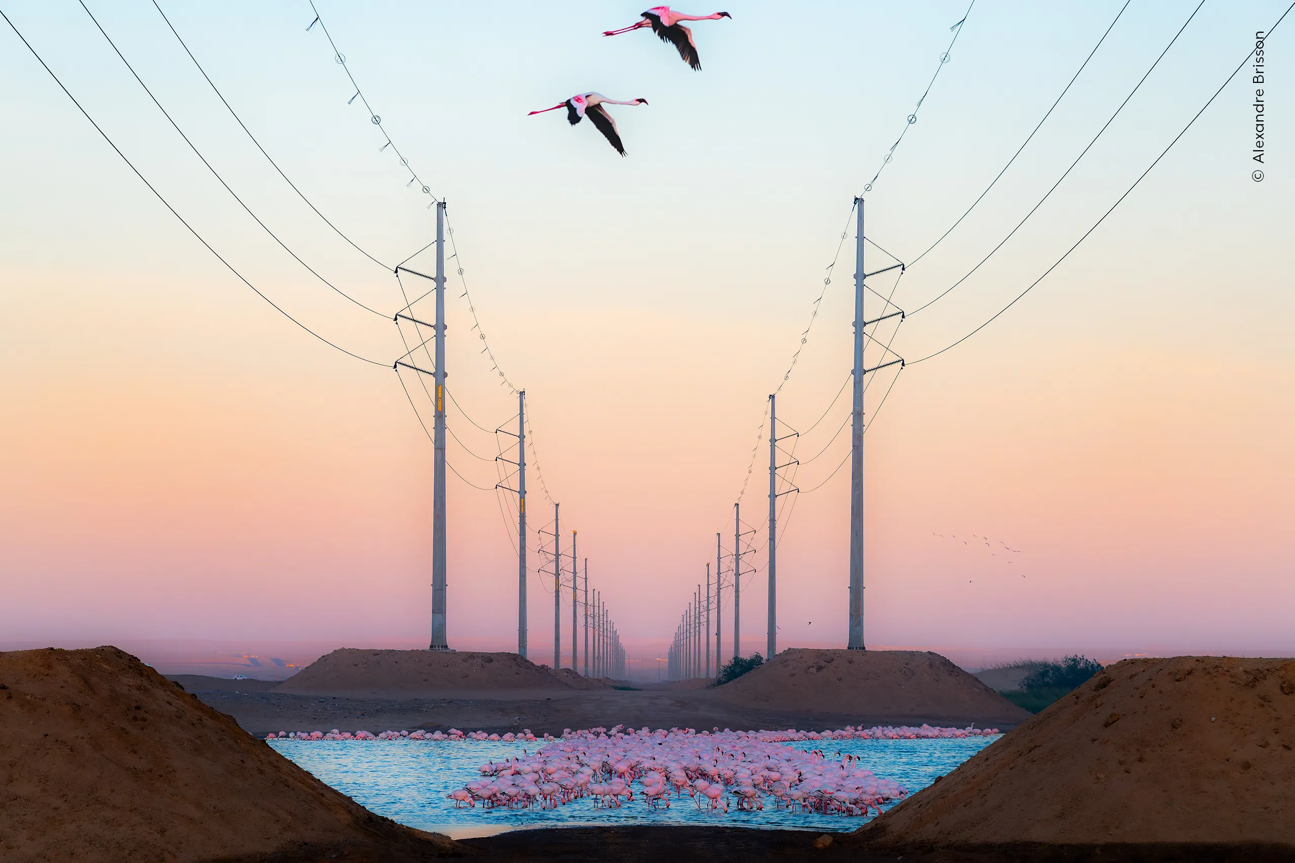 flamingoes gathered under power lines