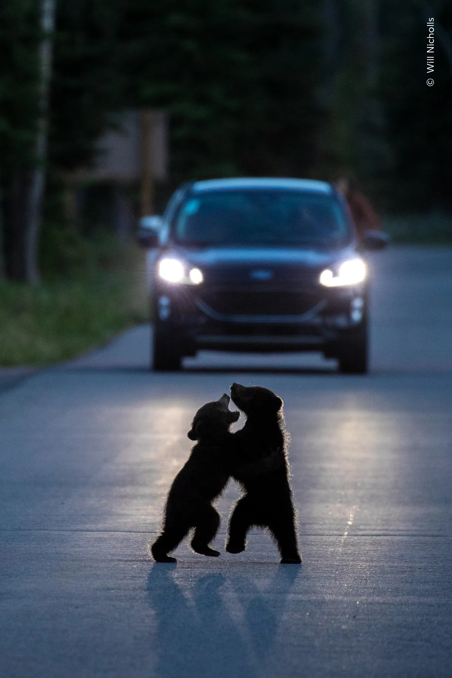 two bear cubs shown in silhouette, playing in the road as a car approaches