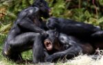 Are bonobos truly the peaceful counterparts to chimps? New study says no