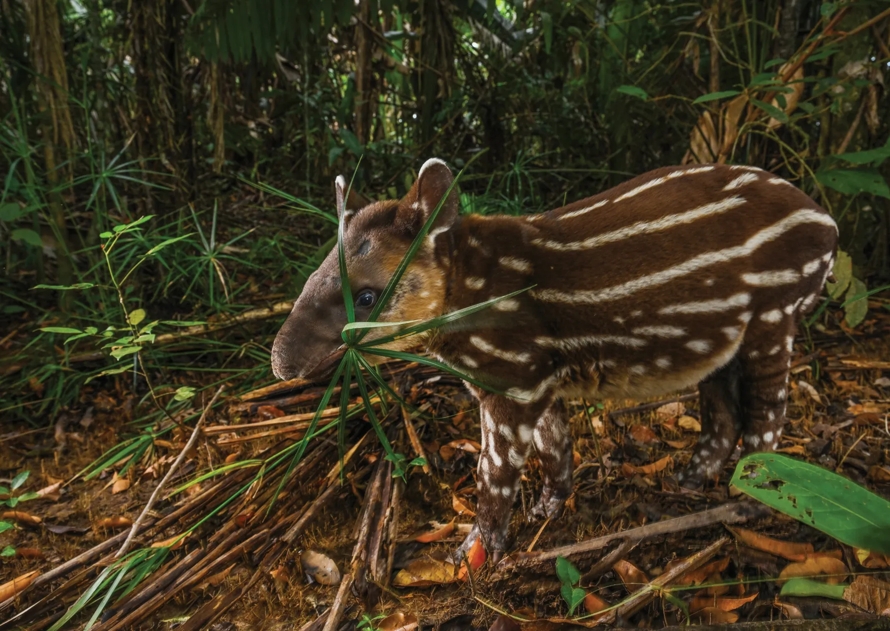 a small animal called a tapir with brown fur and white stripes walks through a rainforest