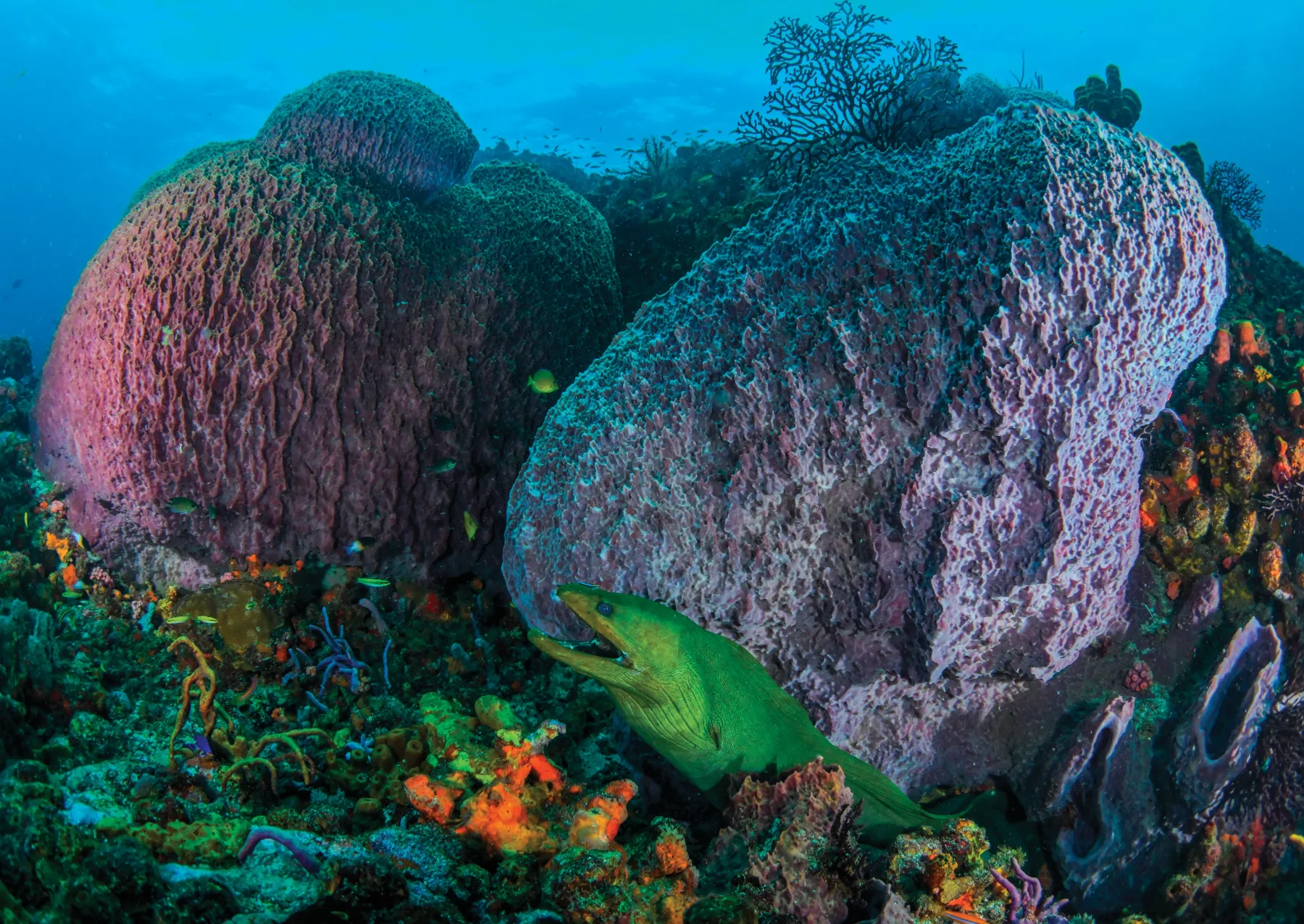 large sponges under water with a green eel underneath