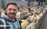 Dog owners face unlimited fines for farm livestock attacks