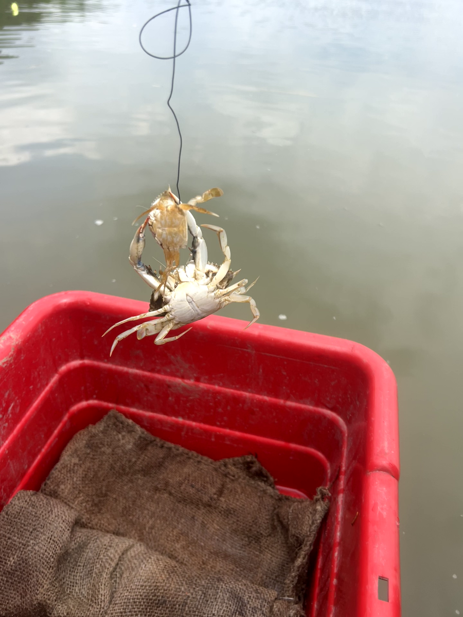 A crab attempting to cannibalize another one being hung by a fishing line over a red bucket.