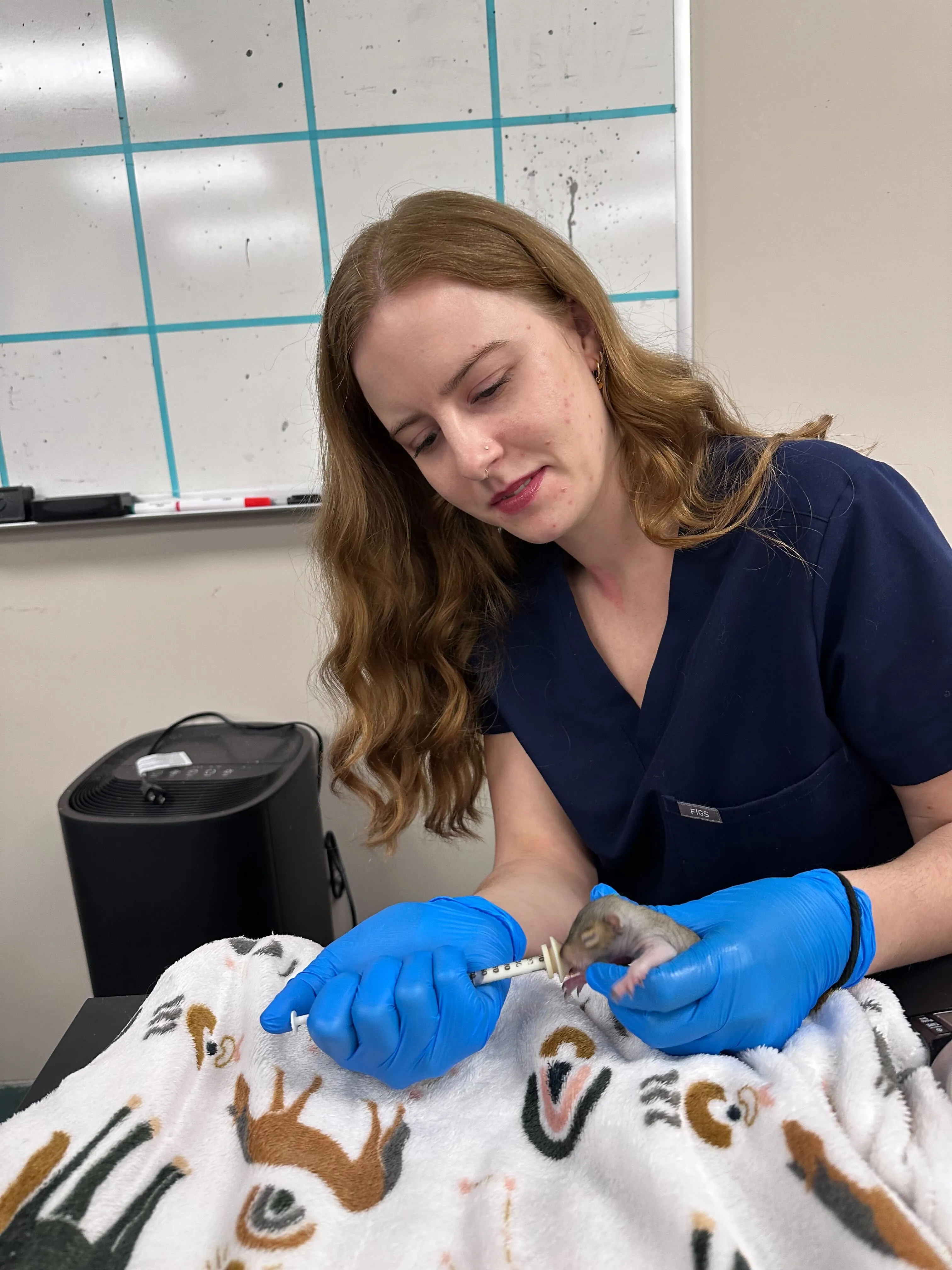 a woman feeds a small baby squirrel with a syringe