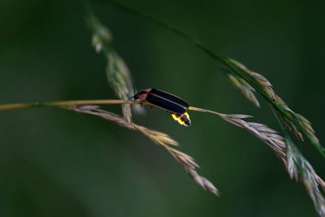 A flashing firefly on a small branch 