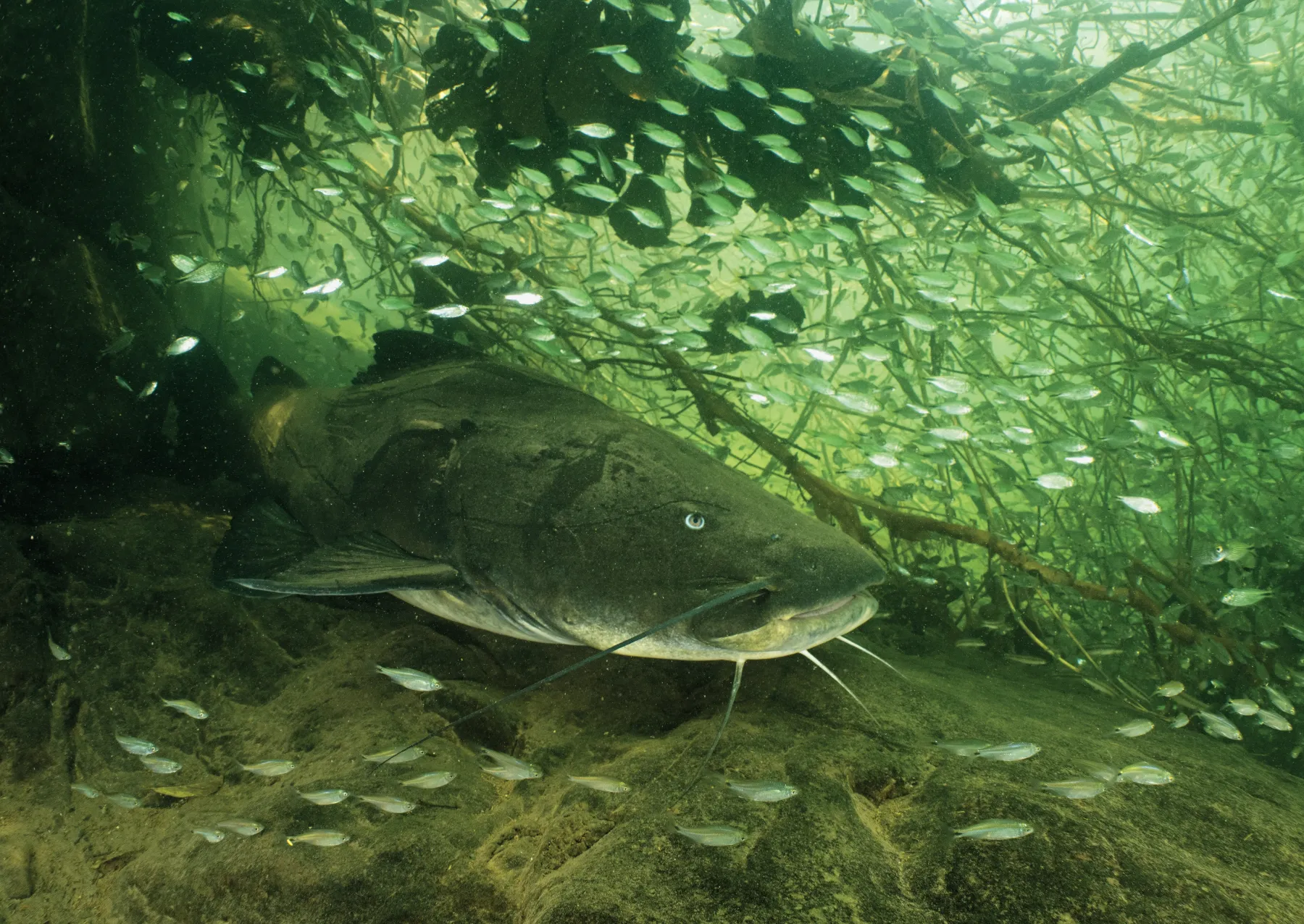 a catfish under water with greenery around it