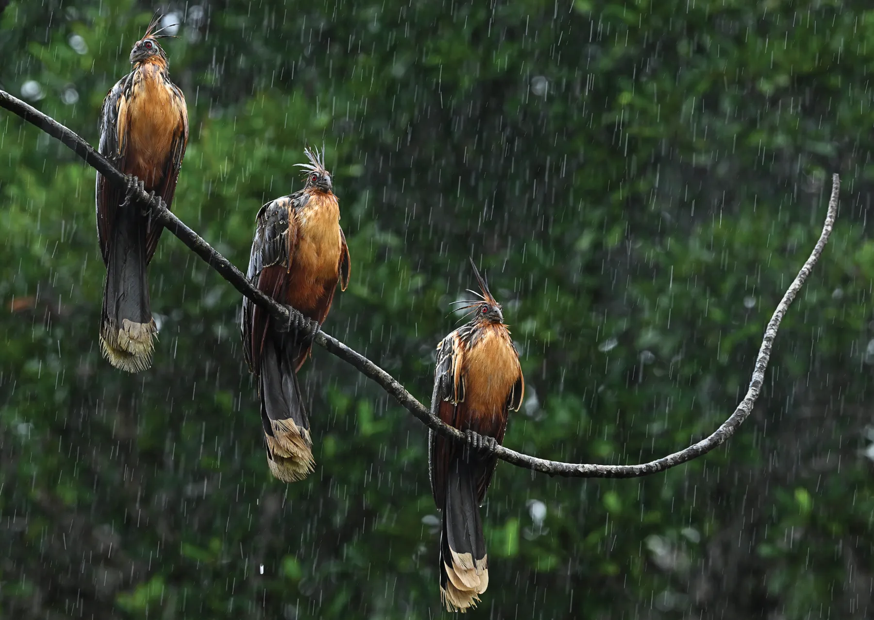 four large birds with black and brown feathers stand on a branch in the rain