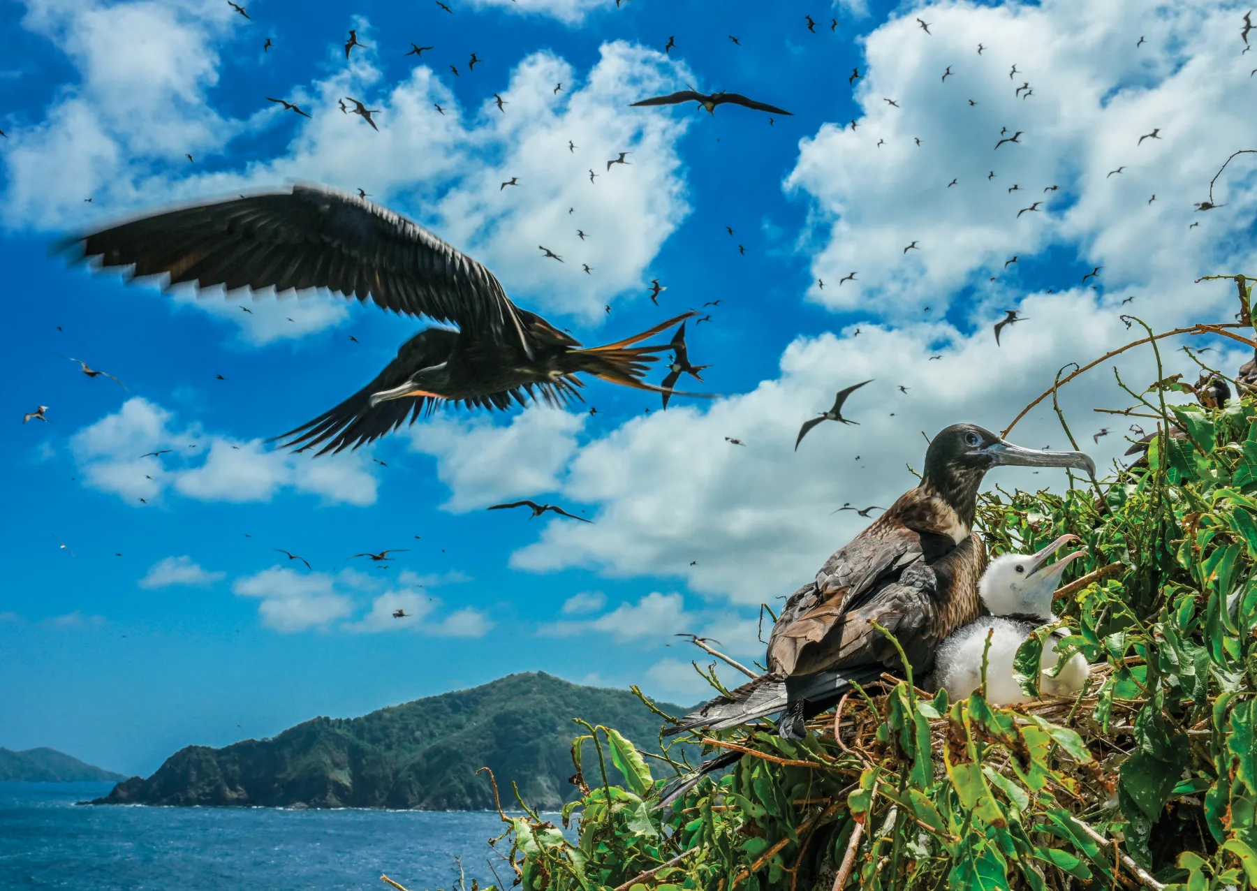 birds flying over a bird with a chick on a nest