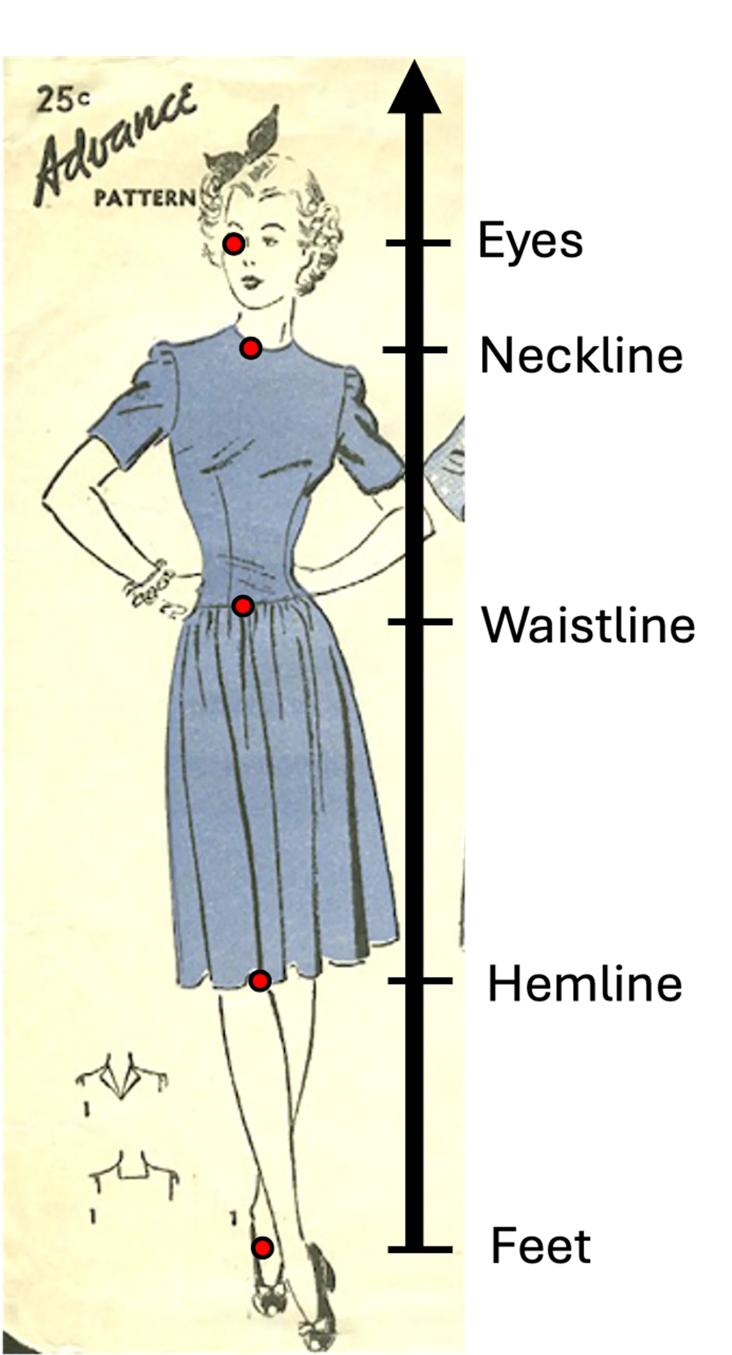 Example of how the researchers measured features like hemlines, waistlines and necklines in archival sewing patterns. Credit: Emma Zajdela / Daniel Abrams / Commercial Pattern Archive
