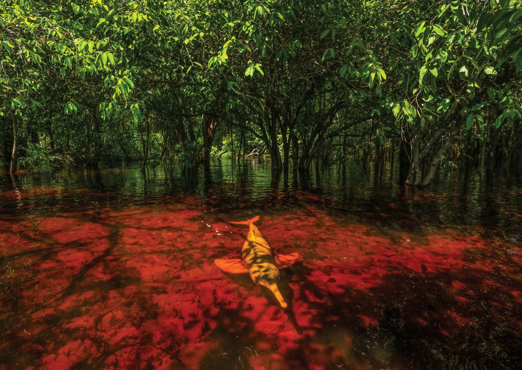 a pink river dolphin in shallow water underneath trees