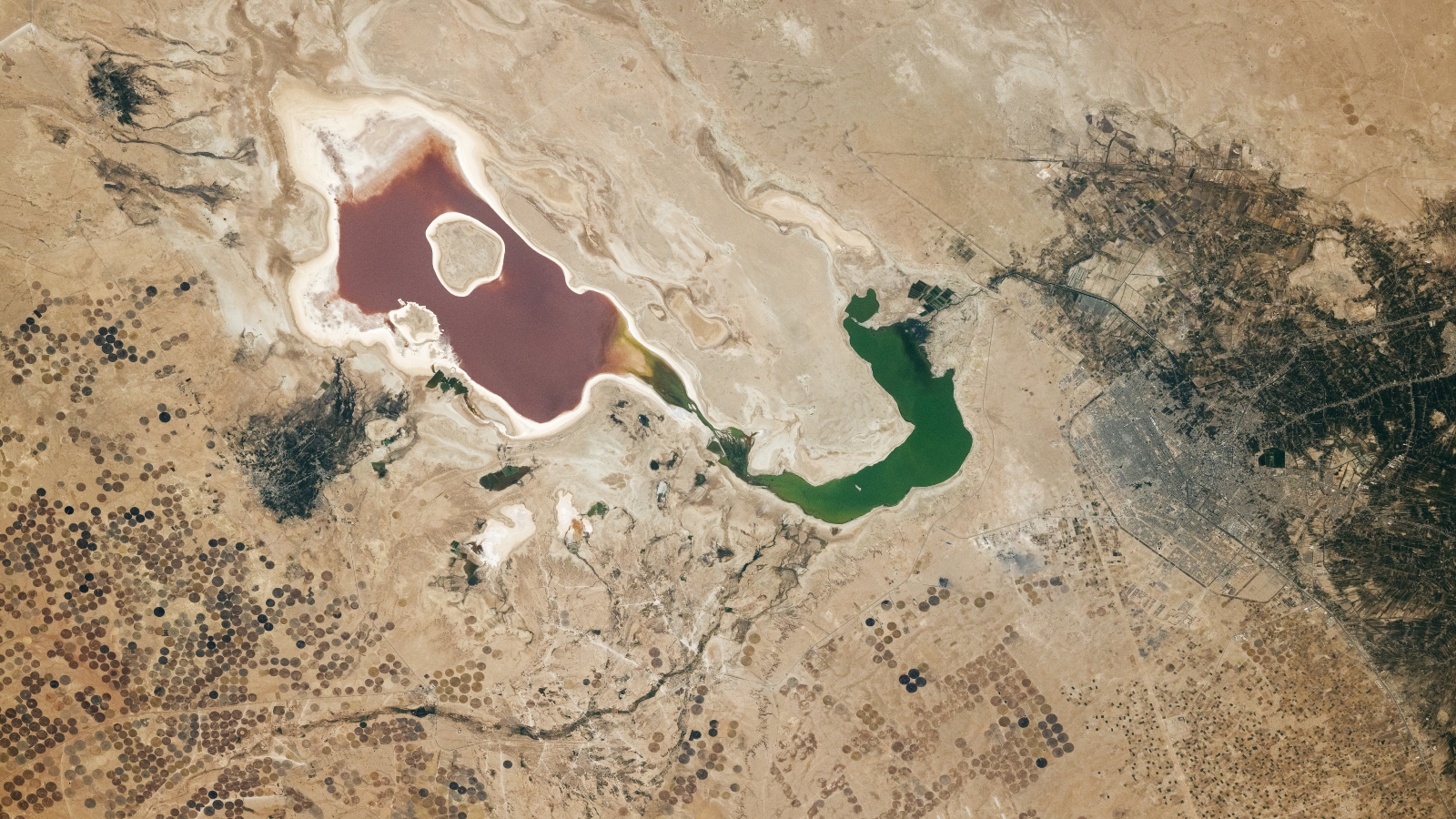 An astronaut photo of a lake in the desert that is half red and half green surrounded by lots of dark circular dots