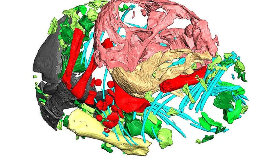 A 3D reconstruction of the Lystrosaurus embryo's skeleton - Julien Benoit