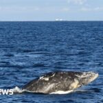 Gray whale dies days after swimming up Washington's Willapa River