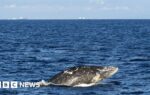 Gray whale dies days after swimming up Washington's Willapa River