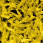 Multiple Drugs Flagged for Higher C. Diff Risk