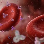 Anti-CD38 Antibody Safe, Effective in Immune Thrombocytopenia