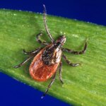 Tick Season Seems to Be Off to a Fast Start