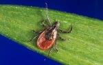 Tick Season Seems to Be Off to a Fast Start