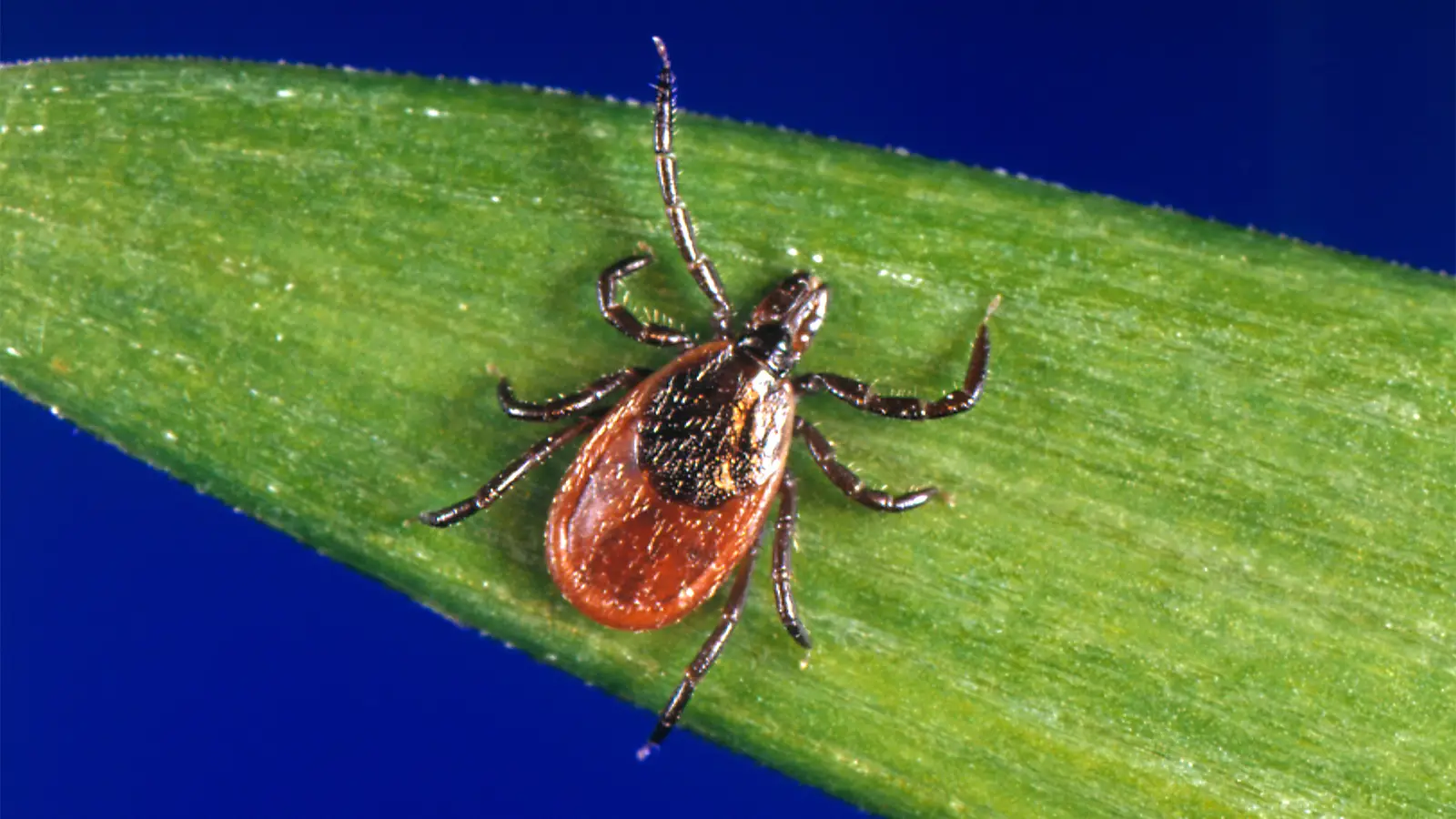 Tick Season Seems to Be Off to a Fast Start