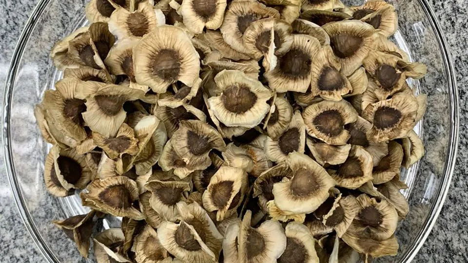 Moringa seeds with husks. - Dr. Adriano Gonçalves dos Reis