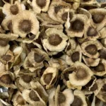 This ‘miracle tree’ can filter more than 98% of microplastics from tap water