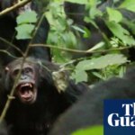 Wild chimpanzees recorded waging ‘civil war’ with coordinated attacks between two groups | Primatology