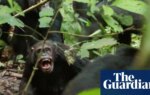 Wild chimpanzees recorded waging ‘civil war’ with coordinated attacks between two groups | Primatology