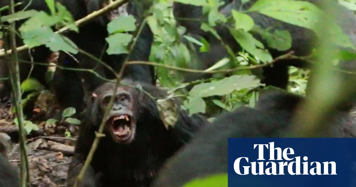 Wild chimpanzees recorded waging ‘civil war’ with coordinated attacks between two groups | Primatology