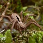 Conservation project to protect 'lost' spider gets funding boost