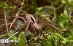 Conservation project to protect 'lost' spider gets funding boost