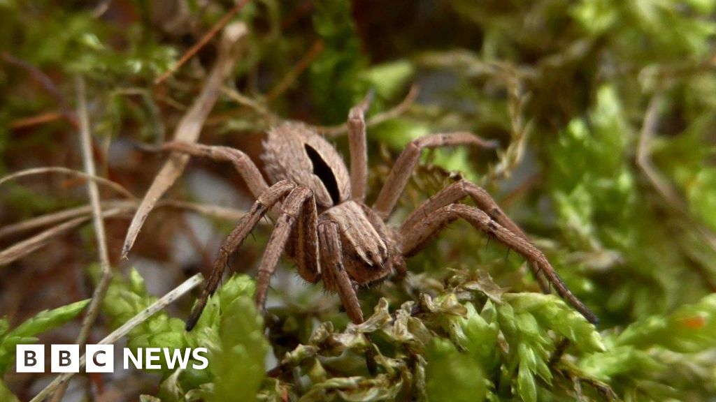 Conservation project to protect 'lost' spider gets funding boost